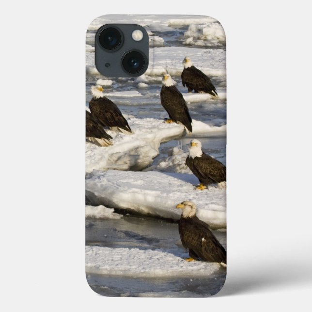 Coques Case-Mate iPhone Pygargue à tête blanche, Haliaeetus leucocephalus, (Verso)