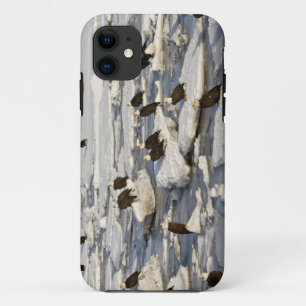 Coque Case-Mate iPhone Pygargue à tête blanche, Haliaeetus leucocephalus,
