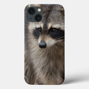 Coque Case-Mate iPhone Raccoon, Procyon lotor, Florida