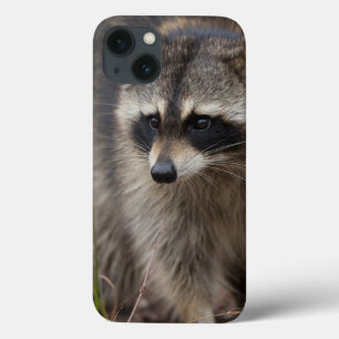 Etui iPhone Case-Mate Raccoon, Procyon lotor, Florida