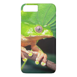 Case-Mate iPhone Case Rainette singe bicolore géante, Phyllomedusa
