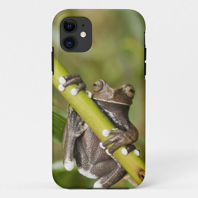 Coques Case-Mate iPhone Rainette Tapichalaca captive Hyloscirtus (Dos)