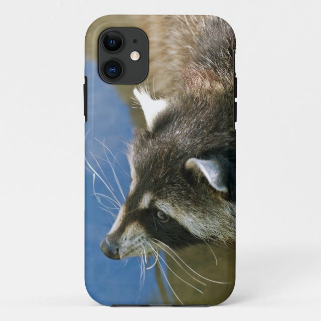 Coques Case-Mate iPhone Raton laveur (Dos)