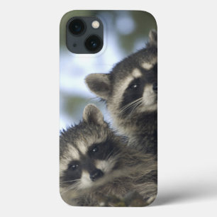 iPhone 13 Coque Raton laveur Procyon Lotor) de Fish Lake, centre
