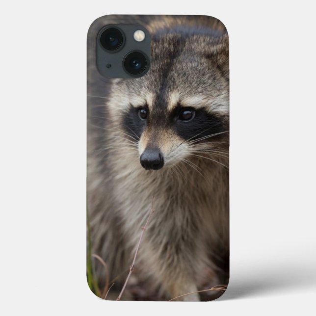 Coques Case-Mate iPhone Raton laveur, Procyon lotor, Floride (Verso)