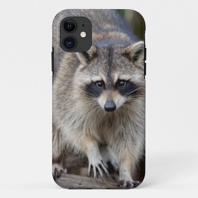 Coques Case-Mate iPhone Raton laveur, Procyon lotor, Floride, États-Unis 2 (Dos)