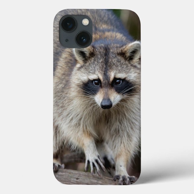 Coques Case-Mate iPhone Raton laveur, Procyon lotor, Floride, États-Unis 2 (Verso)