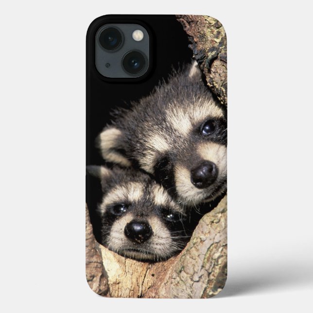 Coques Case-Mate iPhone Raton laveurs bébé dans une cavité d'arbre Procyon (Verso)