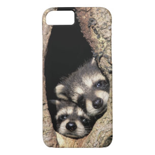 Coques Pour iPhone Ratons laveurs dans la cavité de l'arbre Procyon