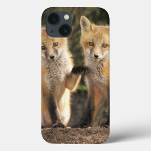 Coque Case-Mate iPhone Red Fox pup in front of den Vulpes vulpes)
