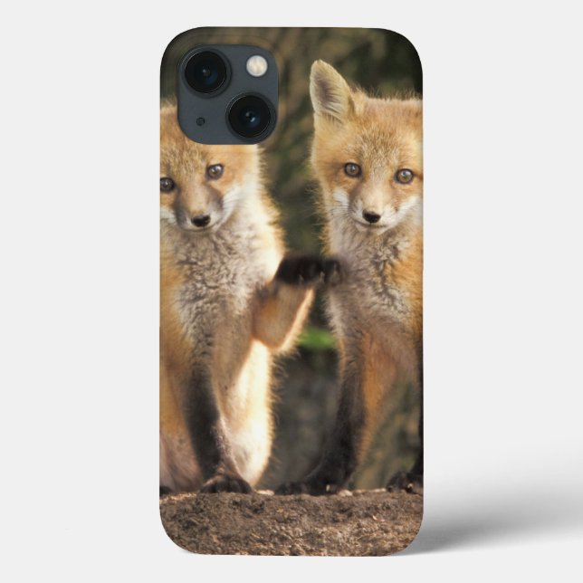 Coques Case-Mate iPhone Red Fox pup in front of den Vulpes vulpes) (Verso)