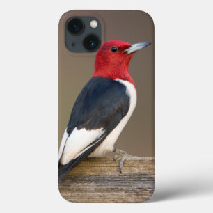 iPhone 13 Case Red-headed Woodpecker on fence