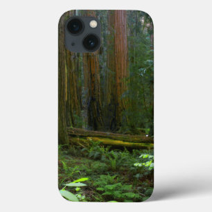 Case-Mate iPhone Case Redwoods Dans Le Parc National De Muir Woods