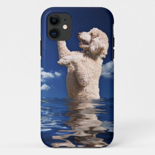 Coque iPhone 11 Réflexions de caniche standard