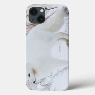 Coque Case-Mate iPhone Renard arctique
