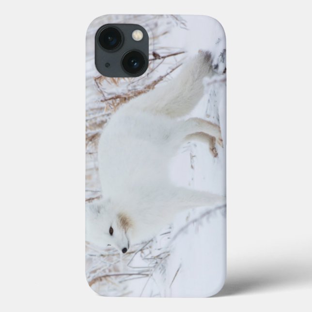 Coques Case-Mate iPhone Renard arctique (Verso)
