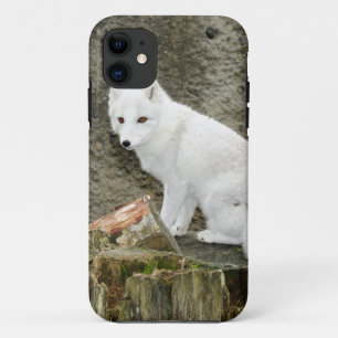 Coque iPhone 11 Renard arctique blanc