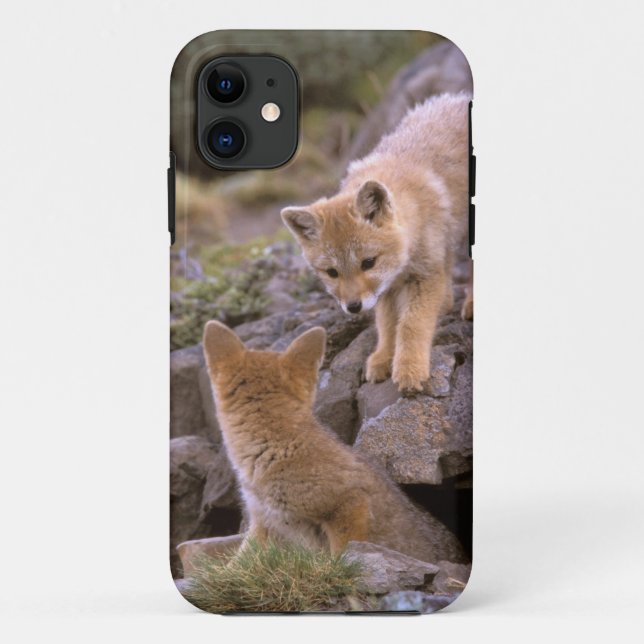 Coques Case-Mate iPhone Renard gris sud-américain (Lycalopex griseus) coup (Dos)