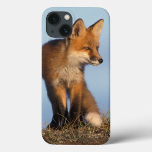 Etui iPhone Case-Mate renard rouge, vulpes de Vulpes, dans les 1002