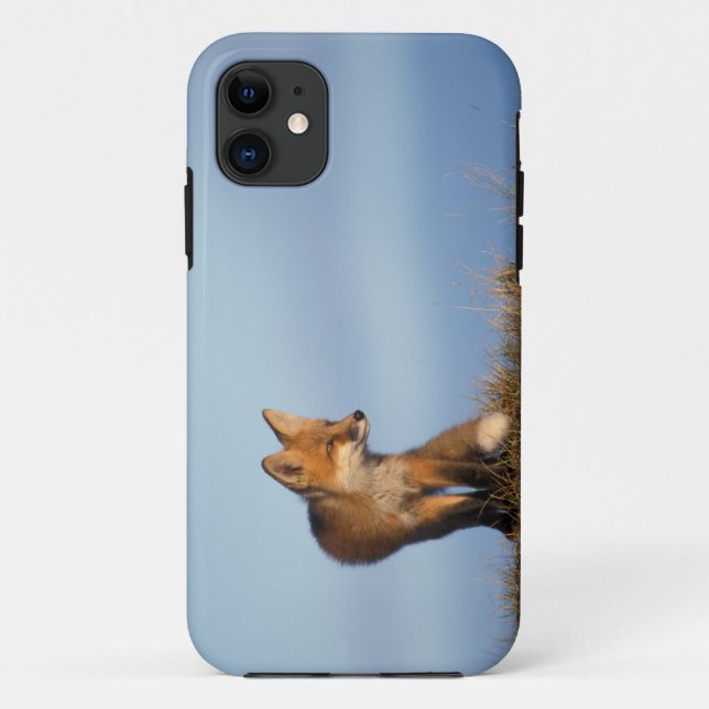 Coques Case-Mate iPhone renard rouge, Vulpes vulpes (Dos)