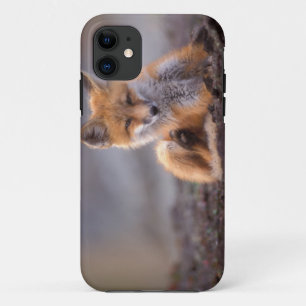 Coque iPhone 11 renard rouge, Vulpes vulpes, chiot se grattant,