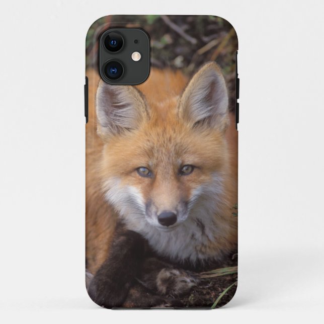 Coques Case-Mate iPhone renard rouge, Vulpes vulpes, en couleurs automnale (Dos)