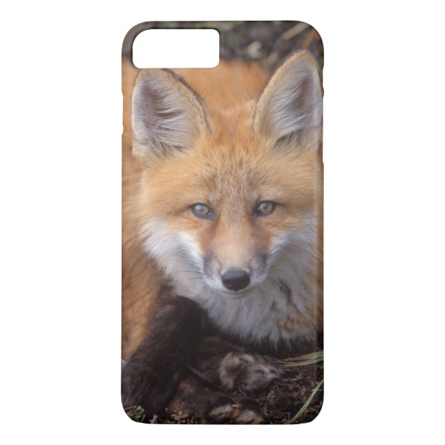 Coques Case-Mate iPhone renard rouge, Vulpes vulpes, en couleurs automnale (Dos)