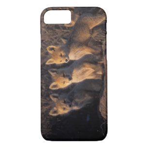 Coques Pour iPhone renard rouge, Vulpes vulpes, kits