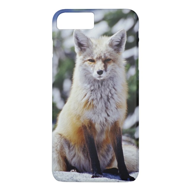 Coques Case-Mate iPhone Renard roux assis sur un banc de neige, Vulpes, Mt (Dos)