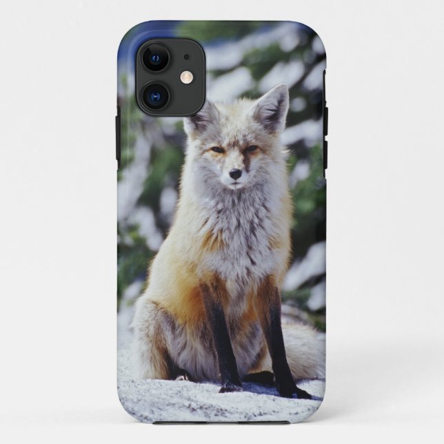 Coques Case-Mate iPhone Renard roux assis sur un banc de neige, Vulpes, Mt (Dos)