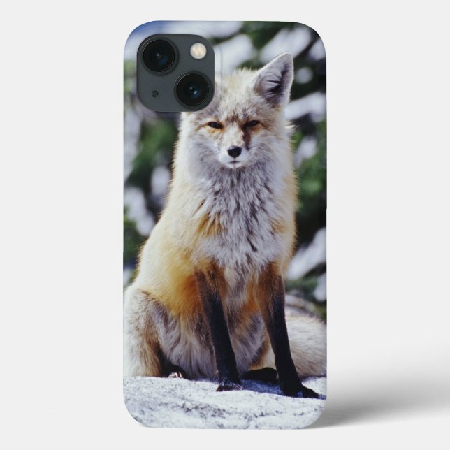 Coques Case-Mate iPhone Renard roux assis sur un banc de neige, Vulpes, Mt (Verso)