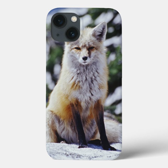 Coques Case-Mate iPhone Renard roux assis sur un banc de neige, Vulpes, Mt (Verso)