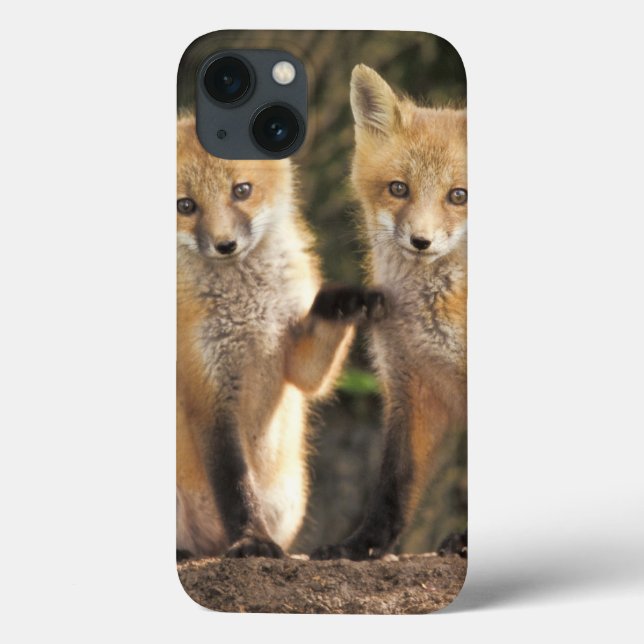 Coques Case-Mate iPhone Renard roux bébé devant terrier Vulpes vulpes) (Verso)