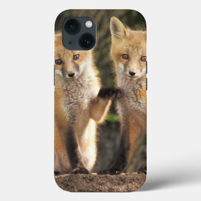 Coques Case-Mate iPhone Renard roux bébé devant terrier Vulpes vulpes) (Verso)