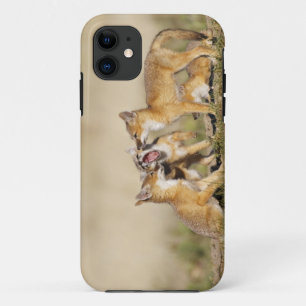 Coque Case-Mate Pour iPhone Renard roux (Vulpes macrotis) jeune au terrier,