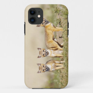 Coque Case-Mate iPhone Renard roux (Vulpes macrotis) jeune au terrier, 3