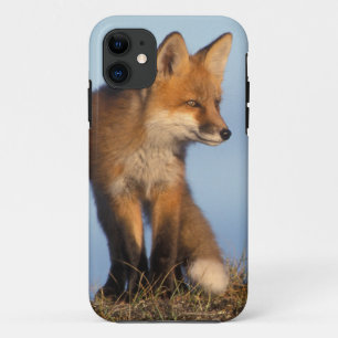Coques Pour iPhone renard roux, Vulpes vulpes