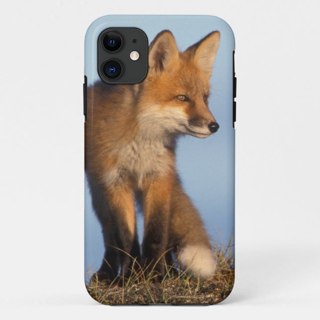 Coques Case-Mate iPhone renard roux, Vulpes vulpes (Dos)