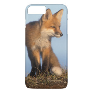 Coque Case-Mate iPhone renard roux, Vulpes vulpes