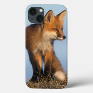 Etui iPhone 13 renard roux, Vulpes vulpes