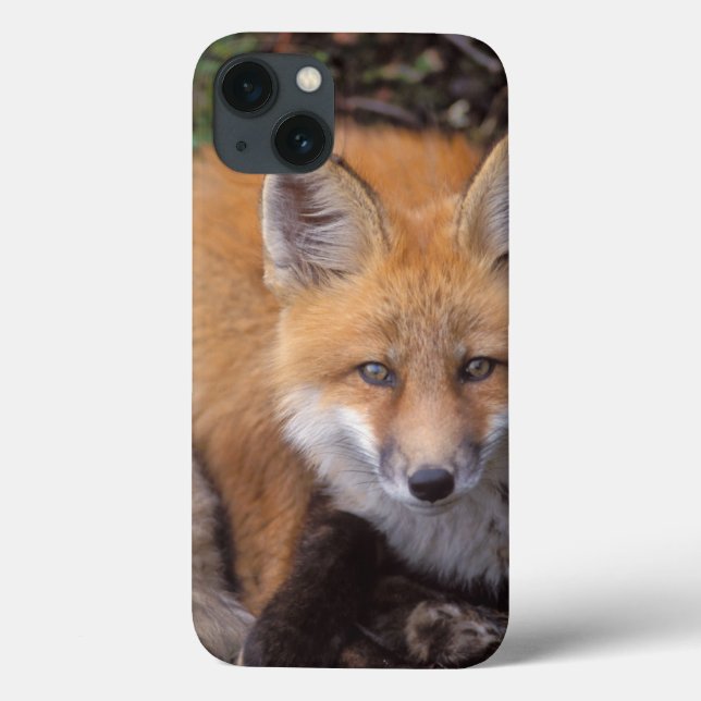 Coques Case-Mate iPhone renard roux, Vulpes vulpes, en couleurs d'automne (Verso)