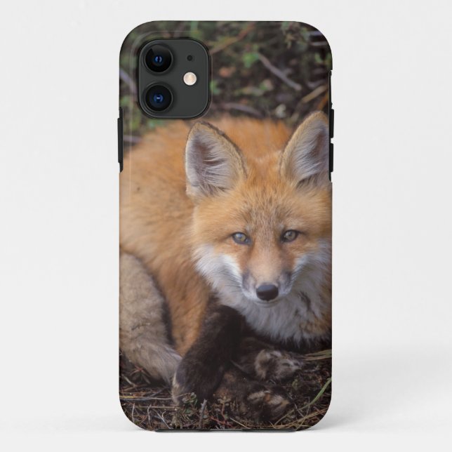 Coques Case-Mate iPhone renard roux, Vulpes vulpes, en couleurs d'automne (Dos)