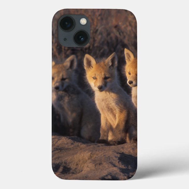 Coques Case-Mate iPhone renard roux, Vulpes vulpes, kits (Verso)