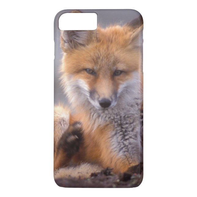 Coques Case-Mate iPhone renard roux, Vulpes vulpes, petit se grattant, (Dos)