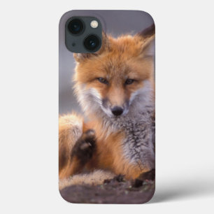 Etui iPhone Case-Mate renard roux, Vulpes vulpes, petit se grattant,