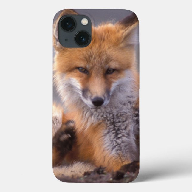 Coques Case-Mate iPhone renard roux, Vulpes vulpes, petit se grattant, (Verso)