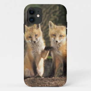 Coques Pour iPhone Renardeau devant terrier (Vulpes vulpes)