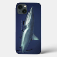 Requin de récif gris à Yap Micronésie