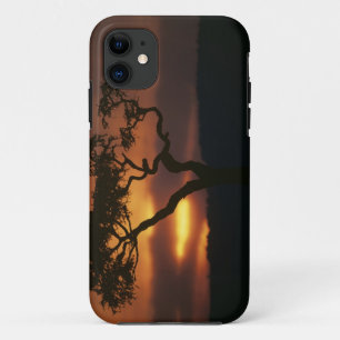 Coque Case-Mate Pour iPhone Réserve de gibier d'Afrique, Kenya, Masai-Mara, me