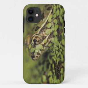 Coque Case-Mate iPhone Rio Grande Leopard Frog, Rana berlandieri,